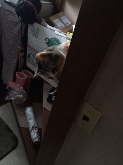 猫